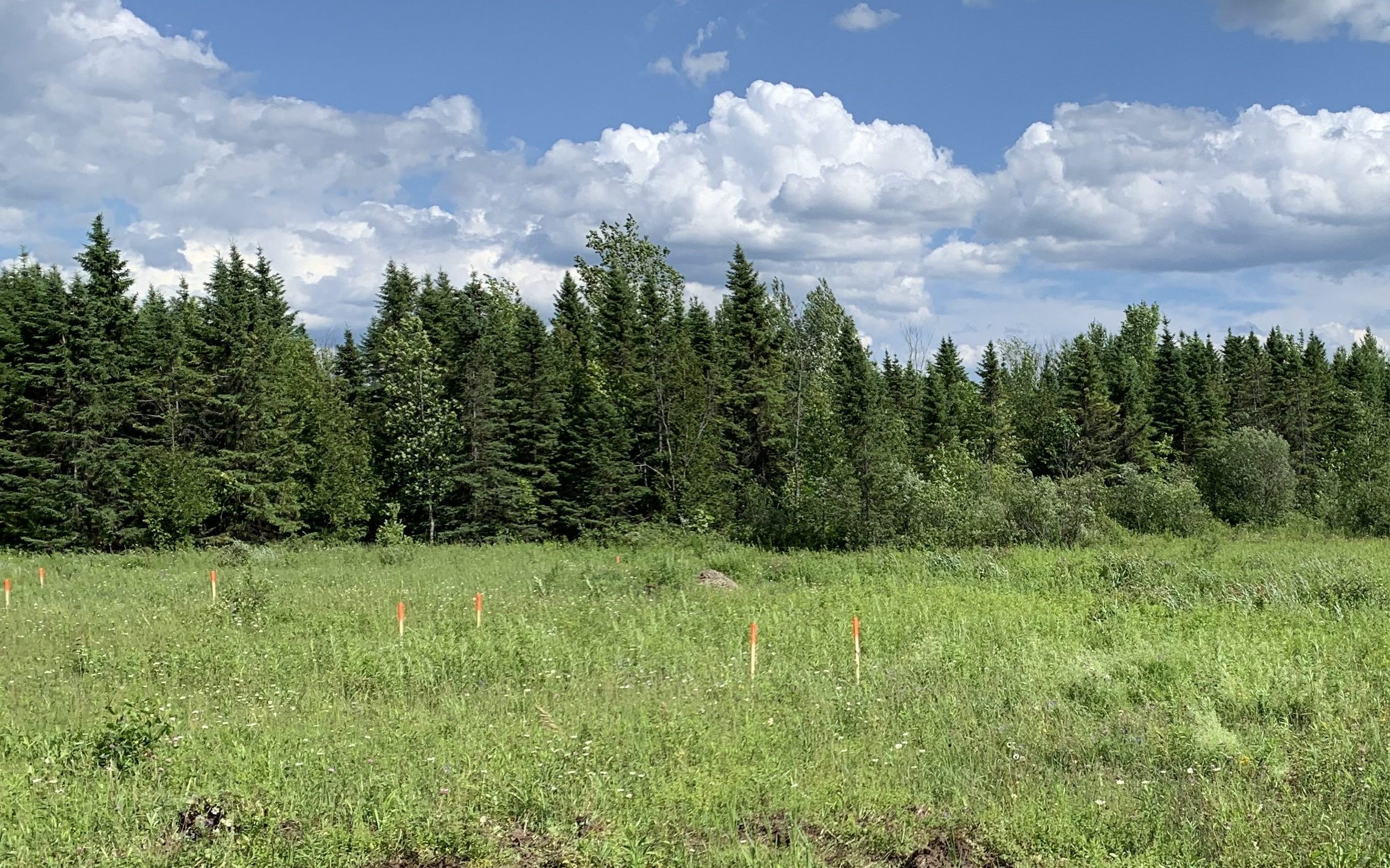 Image of raw land with surveyor stakes marking perimeter of house to be built
