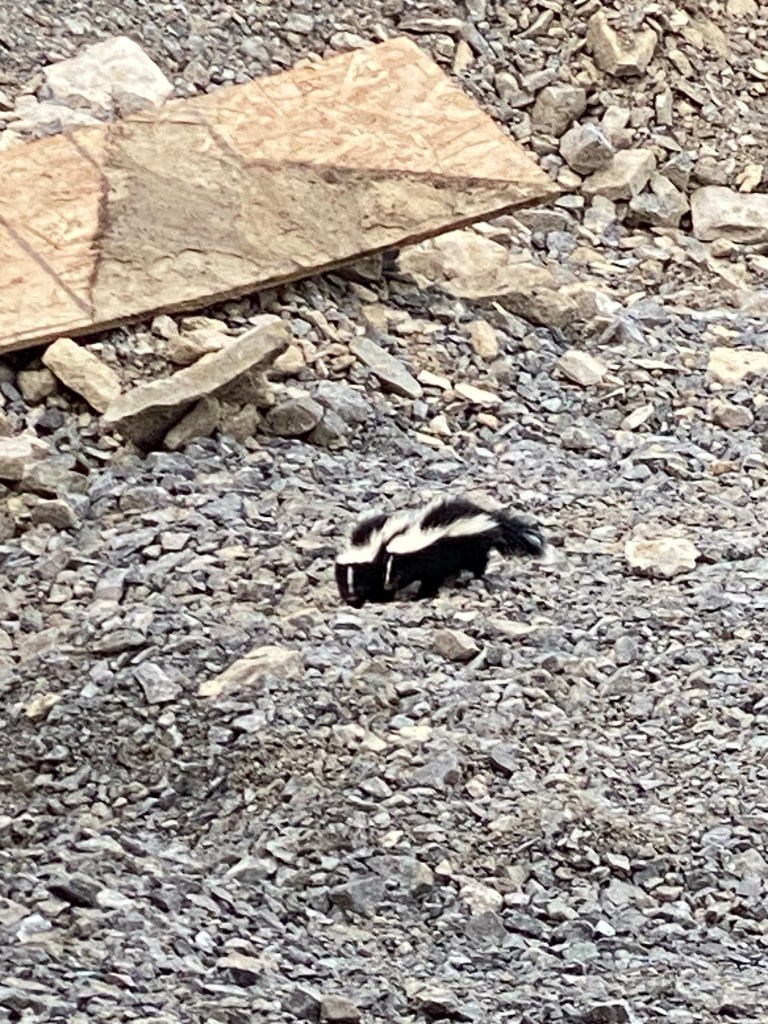 Picture of two baby skunks in gravel trench